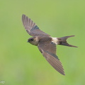 Eastern Red-rumped Swallow-191105-103MSDCF-FYP01169-W.jpg