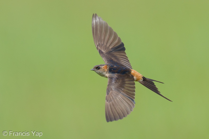 Eastern_Red-rumped_Swallow-230103-162MSDCF-FYP07107-W.jpg