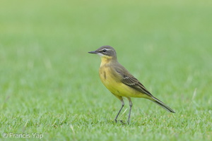 Eastern Yellow Wagtail-130906-110EOS1D-FY1X1216-W.jpg