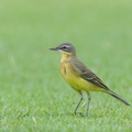 Eastern Yellow Wagtail-130906-110EOS1D-FY1X1216-W.jpg