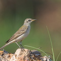 Eastern Yellow Wagtail-191027-101MSDCF-FYP08479-W.jpg