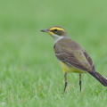 Eastern Yellow Wagtail-240121-214MSDCF-FYP03780-W.jpg