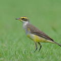 Eastern Yellow Wagtail-240121-214MSDCF-FYP03889-W.jpg