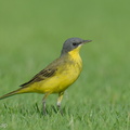 Eastern Yellow Wagtail-240413-223MSDCF-FYP09653-W.jpg