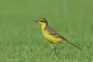 Eastern Yellow Wagtail-240413-224MSDCF-FYP00030-W.jpg