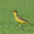 Eastern Yellow Wagtail-240413-224MSDCF-FYP00030-W.jpg