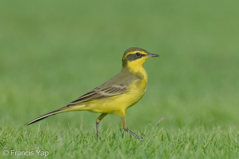 Eastern_Yellow_Wagtail-240413-224MSDCF-FYP00717-W.jpg