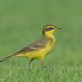 Eastern Yellow Wagtail-240413-224MSDCF-FYP00717-W.jpg