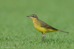 Eastern Yellow Wagtail-240413-224MSDCF-FYP01124-W.jpg