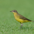 Eastern Yellow Wagtail-240413-224MSDCF-FYP01124-W.jpg
