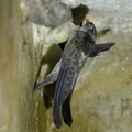 Edible-nest Swiftlet-140422-115EOS1D-FY1X7055-W.jpg