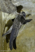 Edible-nest Swiftlet-140422-115EOS1D-FY1X7058-W.jpg