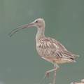 Eurasian Curlew-150930-103EOS7D-FY7D1706-W.jpg