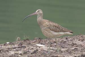 Eurasian Curlew-160901-104EOS7D-FY7D0128-W.jpg