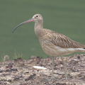 Eurasian Curlew-160901-104EOS7D-FY7D0128-W.jpg