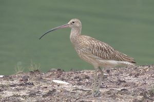 Eurasian Curlew-160901-104EOS7D-FY7D0161-W.jpg