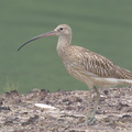 Eurasian Curlew-160901-104EOS7D-FY7D0161-W.jpg