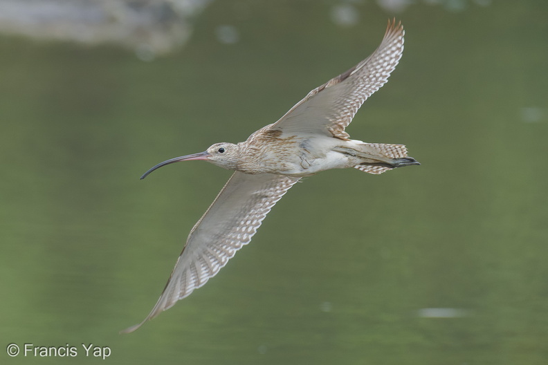 Eurasian_Curlew-251101-130FRYAP-FYA00312-W.jpg