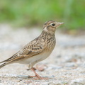 Eurasian Skylark-181112-113ND500-FYP_5434-W.jpg