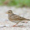 Eurasian Skylark-181112-113ND500-FYP_5536-W.jpg