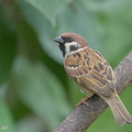 Eurasian Tree Sparrow-170218-109EOS1D-F1X28616-W.jpg
