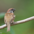 Eurasian Tree Sparrow-210303-101MSDCF-FRY05601-W.jpg
