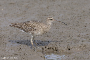 Eurasian Whimbrel-121019-102EOS1D-FY1X8237-W.jpg