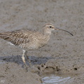 Eurasian Whimbrel-121019-102EOS1D-FY1X8237-W.jpg