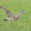 Eurasian Whimbrel-220910-153MSDCF-FYP06649-W.jpg
