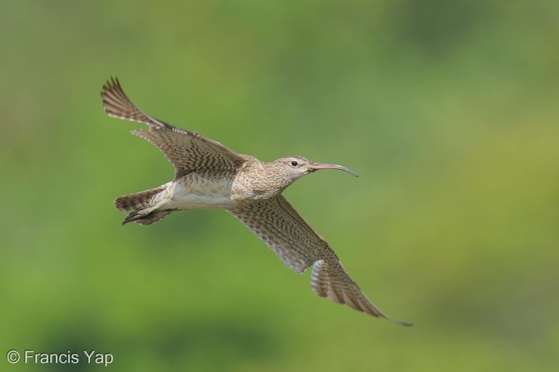 Eurasian_Whimbrel-250925-124FRYAP-FYA02612-W.jpg