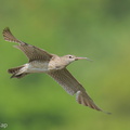 Eurasian Whimbrel-250925-124FRYAP-FYA02612-W.jpg