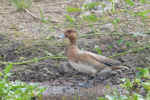 Eurasian Wigeon-181223-114ND500-FYP_4956-W.jpg