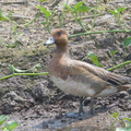 Eurasian Wigeon-181223-114ND500-FYP_5028-W.jpg