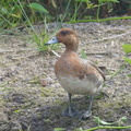 Eurasian Wigeon-181223-114ND500-FYP_5095-W.jpg