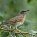 Eyebrowed Thrush-150104-119EOS1D-FY1X9107-W.jpg