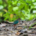 Fairy Pitta-191108-103MSDCF-FYP02732-W.jpg