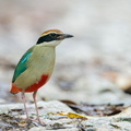 Fairy Pitta-191108-103MSDCF-FYP03566-W.jpg