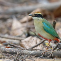Fairy Pitta-211102-127MSDCF-FRY01694-W.jpg
