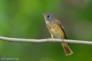 Ferruginous Flycatcher-141006-118EOS1D-FY1X9455-W.jpg