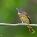 Ferruginous Flycatcher-141006-118EOS1D-FY1X9455-W.jpg