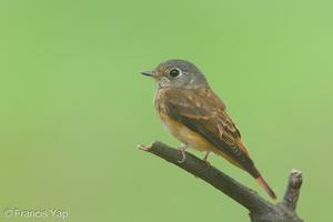 Ferruginous Flycatcher-151029-101EOS5D-FY5S4049-W.jpg