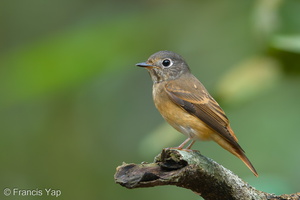 Ferruginous Flycatcher-181031-112ND500-FYP_4630-W.jpg