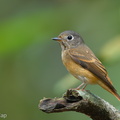 Ferruginous Flycatcher-181031-112ND500-FYP_4630-W.jpg