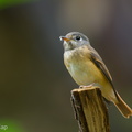 Ferruginous Flycatcher-221016-156MSDCF-FYP05657-W.jpg