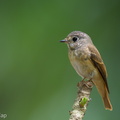 Ferruginous Flycatcher-241122-252MSDCF-FYP05735-W.jpg
