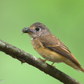 Ferruginous Flycatcher-241125-252MSDCF-FYP07665-W.jpg