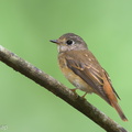 Ferruginous Flycatcher-241125-252MSDCF-FYP07894-W.jpg