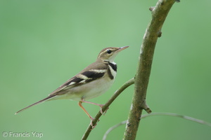 Forest Wagtail-111023-108EOS7D-IMG_7567-W.jpg