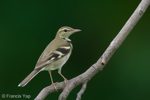 Forest Wagtail-111023-108EOS7D-IMG_7783-W.jpg
