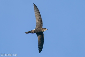 Fork-tailed Swift-201031-122MSDCF-FYP00919-W.jpg